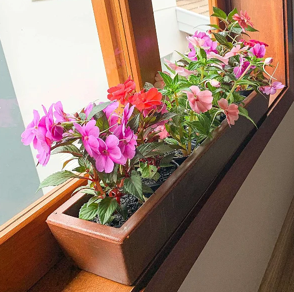 Como escolher o vaso certo para plantas
