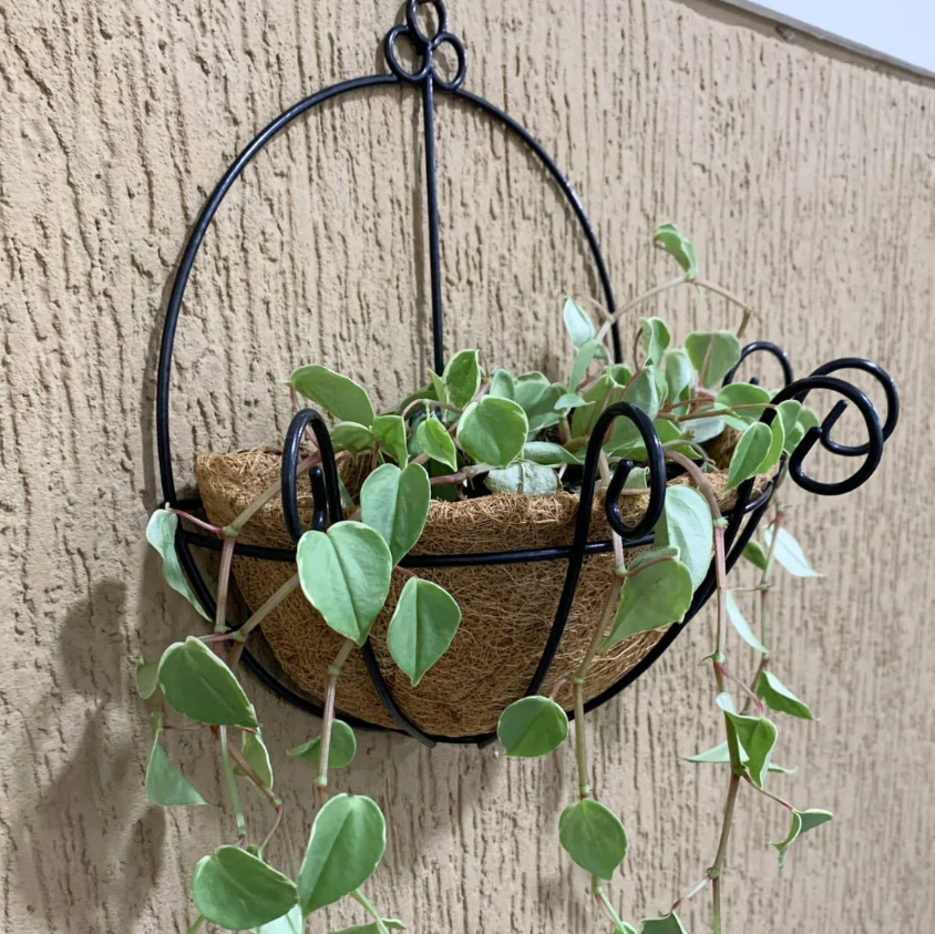 Como fazer a manutenção de vasos de fibra de coco