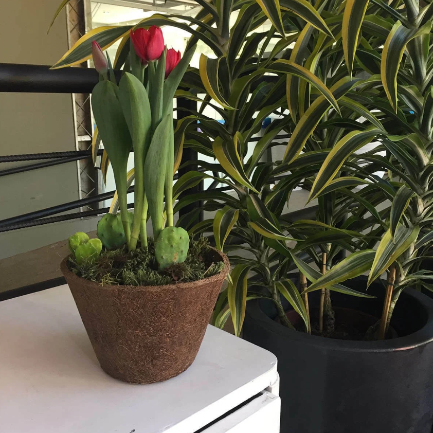 Como fazer a manutenção de vasos de fibra de coco