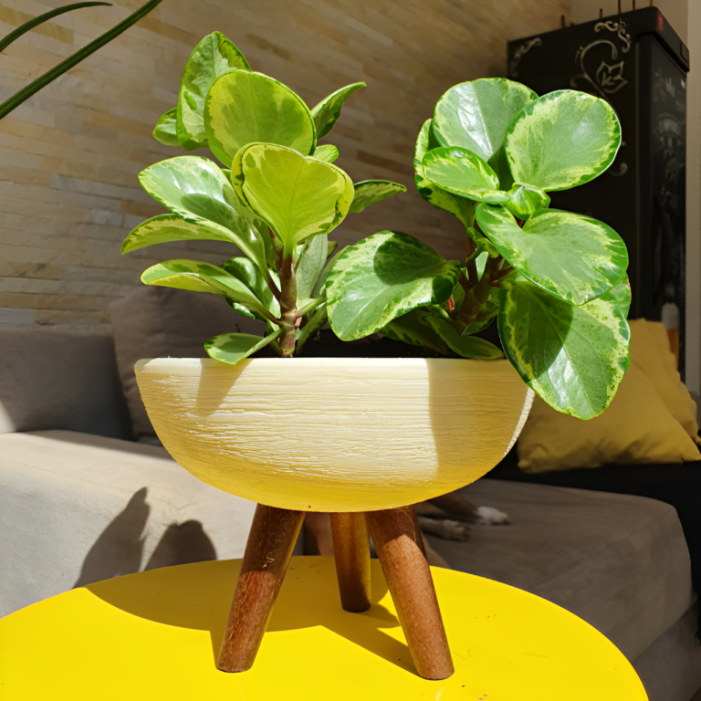 Peperômia em vaso amarelo com pés de madeira na sala