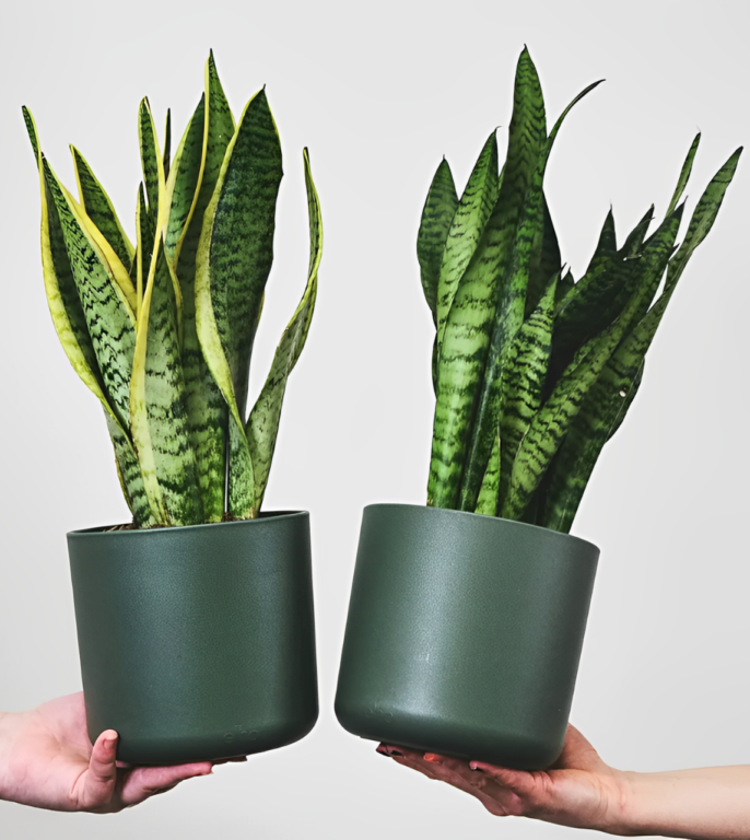 Mãos segurando dois vasos verdes com espadas-de-são-jorge