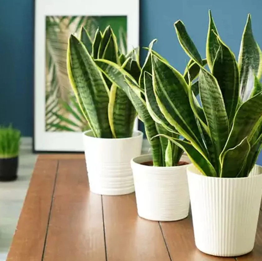 plantas que não precisam de sol