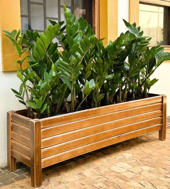 Zamioculca em jardineira de madeira ao lado da janela