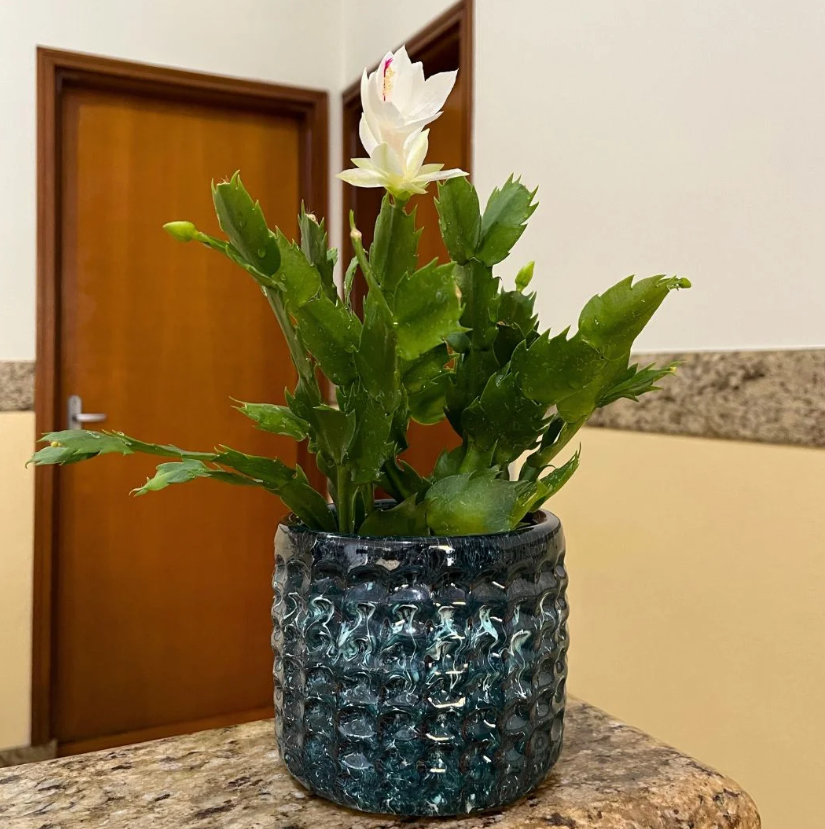 qual a diferença entre vaso e cachepot