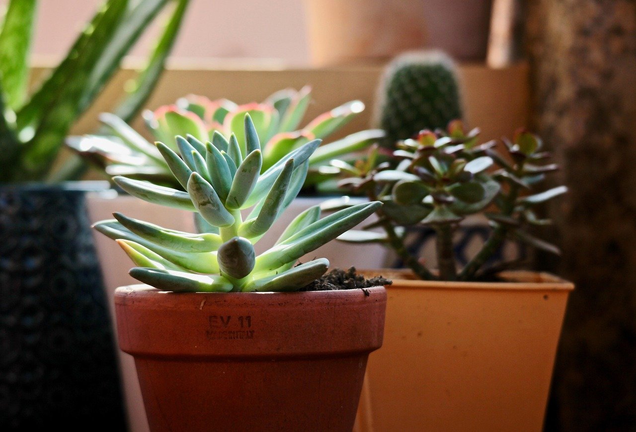 vasos sustentáveis para cactos cuidados – Cuidados ao cultivar cactos em vasos sustentáveis
