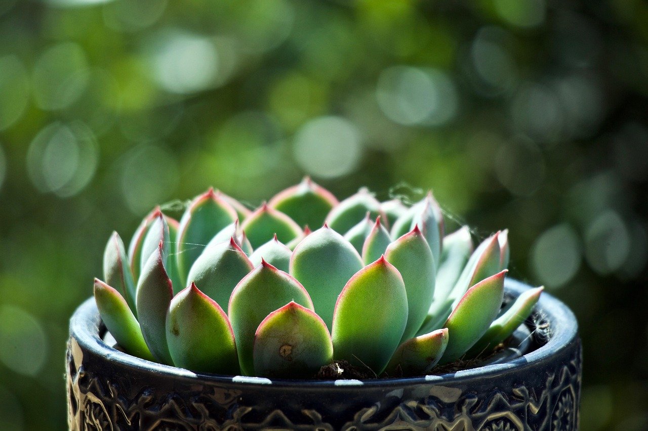 vasos sustentáveis para cactos impacto ambiental – Impacto ambiental dos vasos sustentáveis para cactos no seu espaço ve