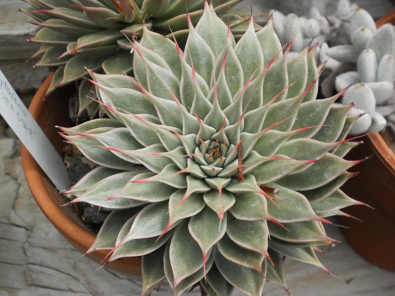 parede verde com cactos resistentes ao sol – Vantagens das paredes verdes com cactos em ambientes ensolarados
