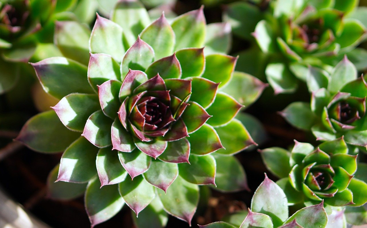 parede verde com cactos resistentes – Combinações de cactos que valorizam sua parede verde