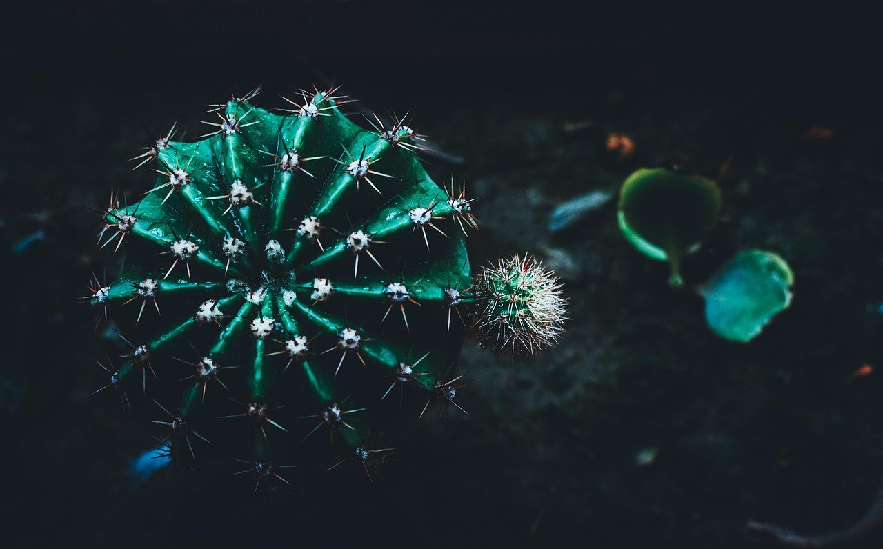 parede verde com cactos – Dicas para instalação eficiente de paredes verdes com cactos