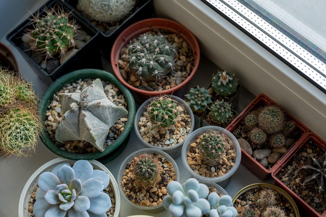 cuidados com cactos em vaso plástico – Cuidados diários com cactos em vaso plástico em ambientes internos e externos