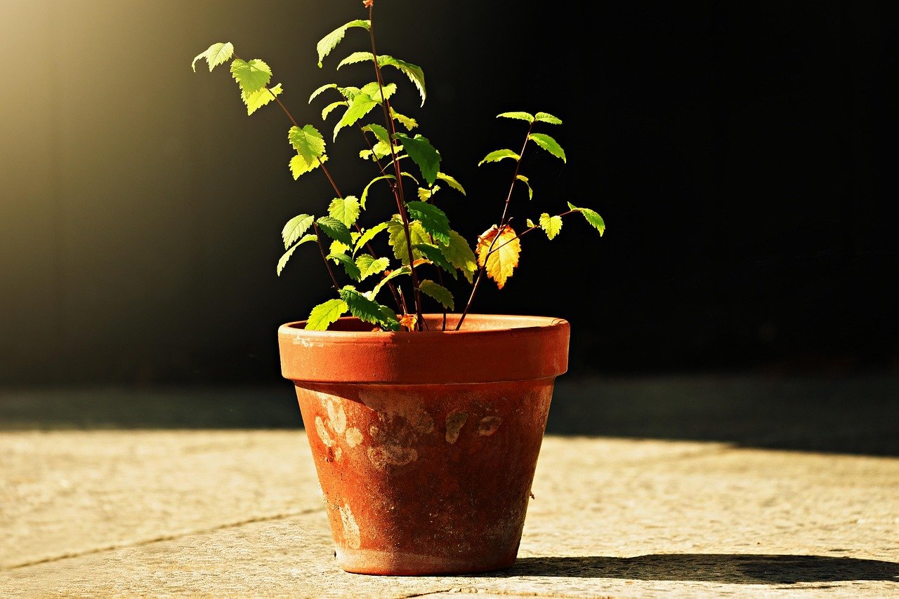 vaso de cerâmica para plantas – Principais vantagens do vaso de cerâmica para plantas de interior