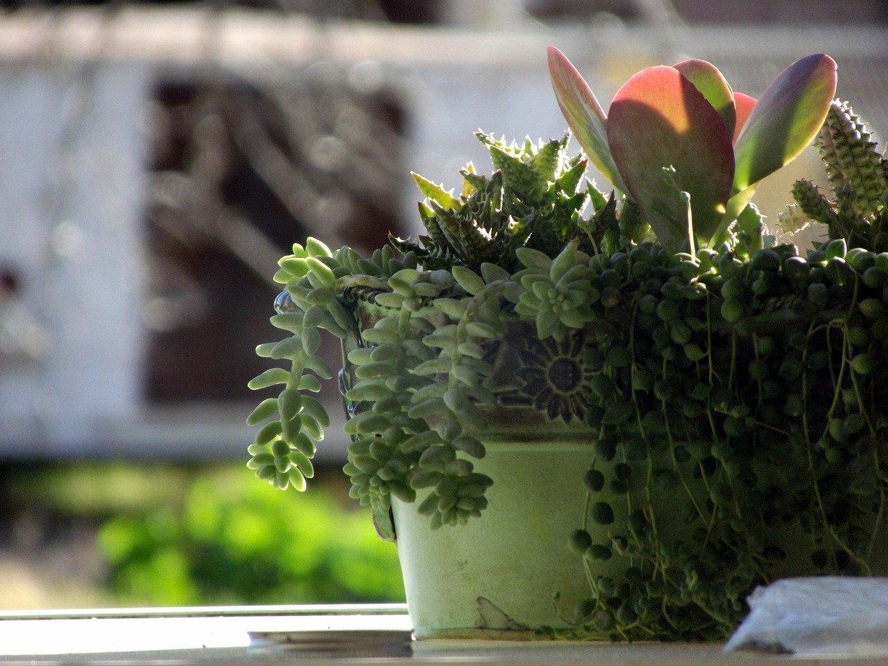 vaso de cerâmica para suculentas – Como escolher o melhor vaso de cerâmica para cada tipo de planta