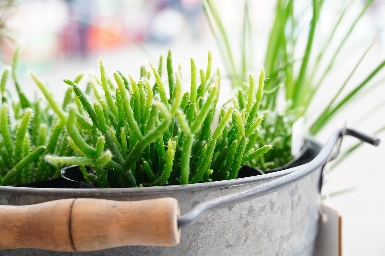 vaso para cacto minimalista – Cuidados essenciais para cactos em vasos minimalistas