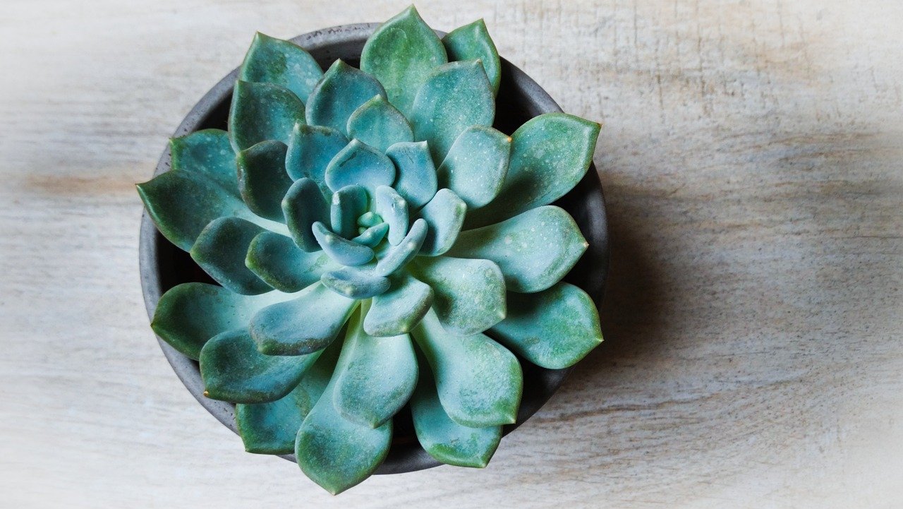 vaso para cacto com drenagem – Importância da drenagem no vaso para cacto
