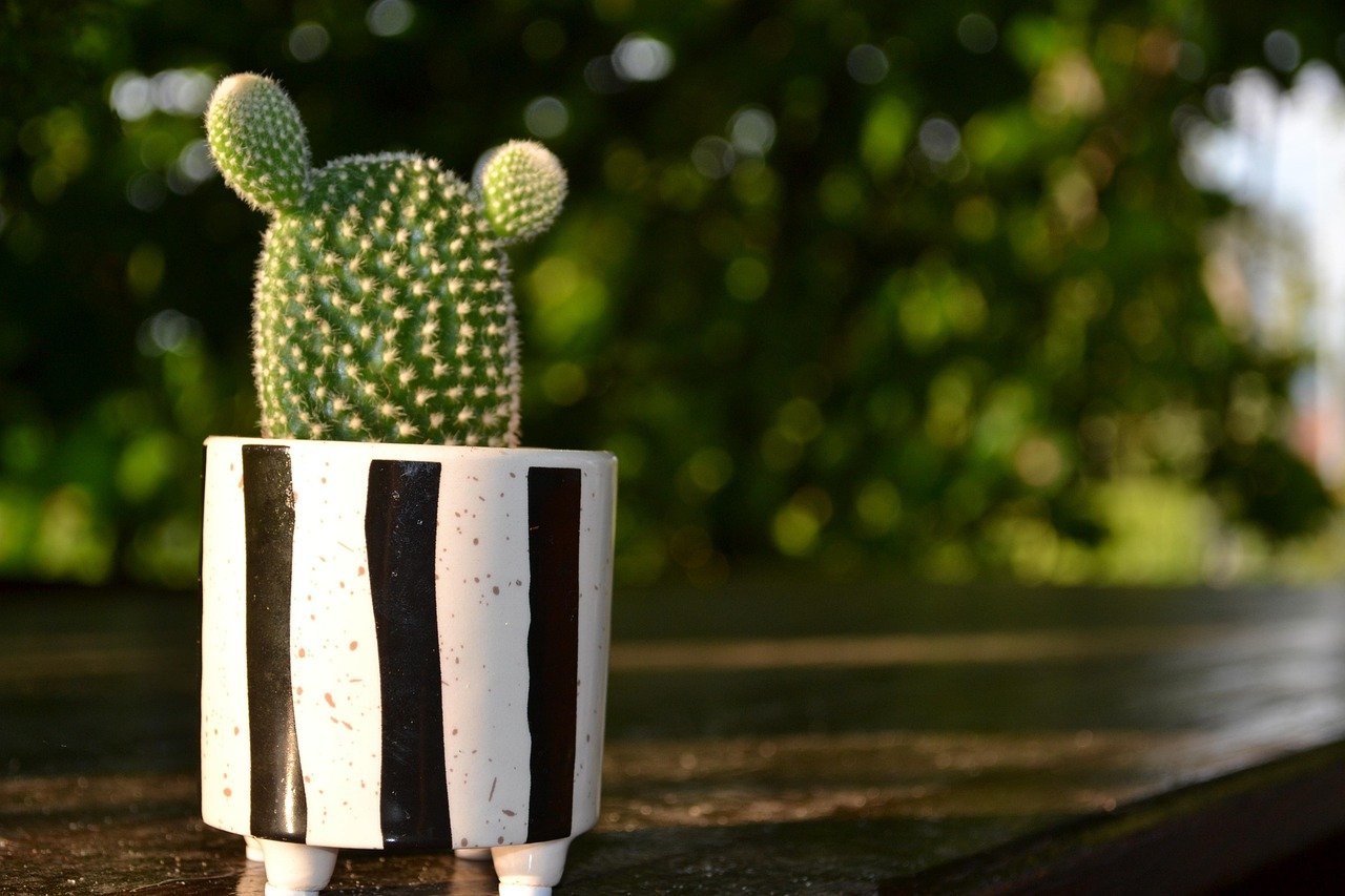 tamanho ideal vaso para cacto – Tamanho ideal do vaso para cacto segundo o crescimento da planta