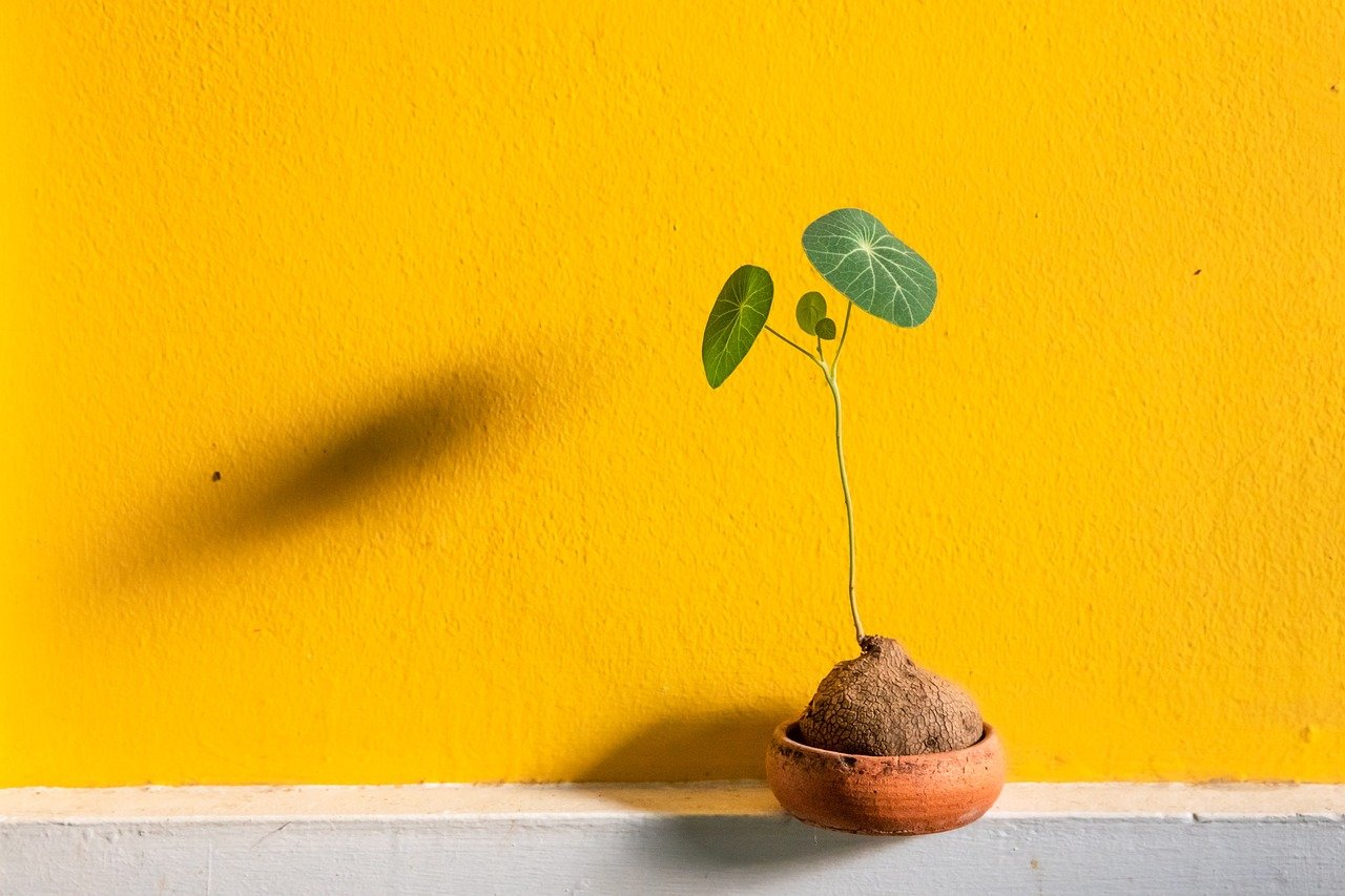 transplante de cacto em vaso para cacto – Como transplantar seu cacto para um novo vaso corretamente