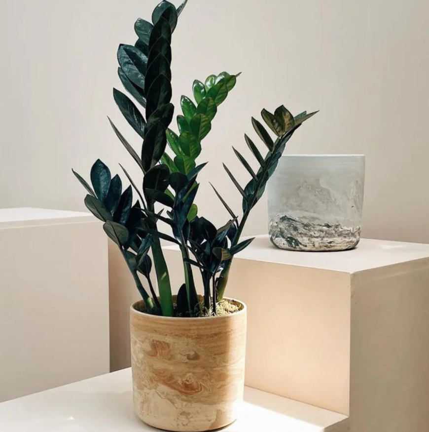 plantas para decorar a sala