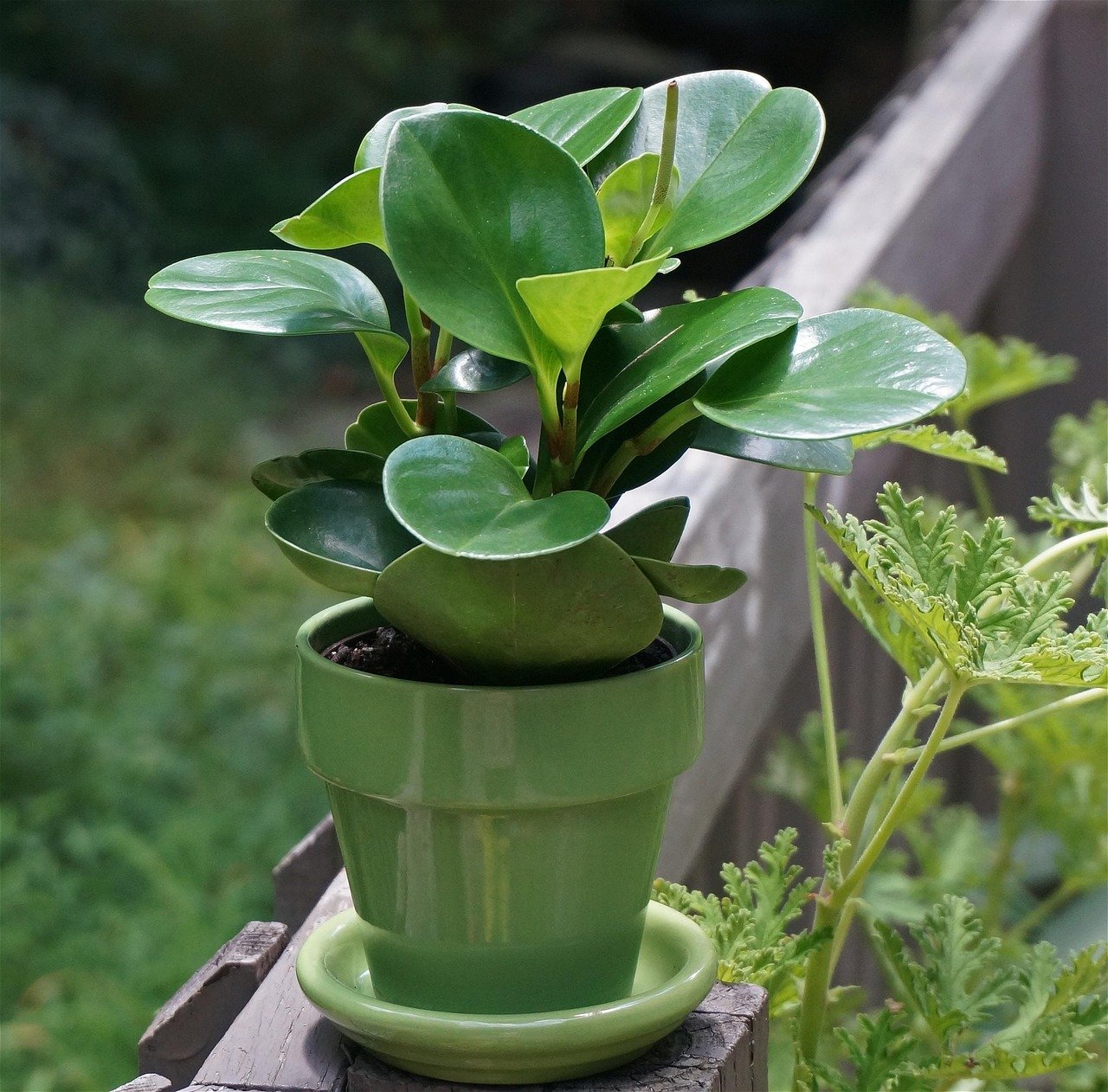 vaso autoirrigável em varanda pequena – Principais vantagens de usar vaso autoirrigável para plantas de interior e varan