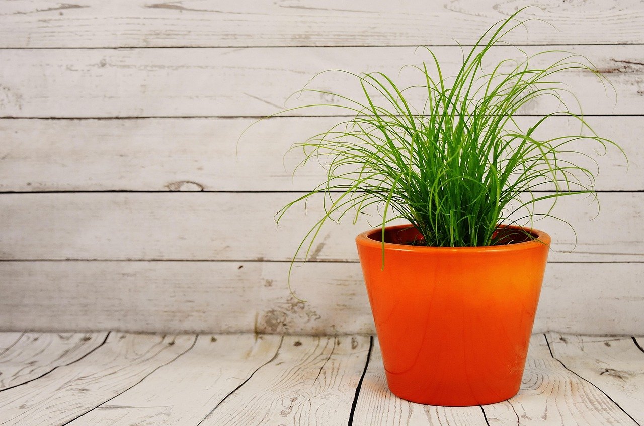 tamanhos de vaso autoirrigável para plantas – Como escolher o tamanho ideal de vaso autoirrigável para cada tipo de plan
