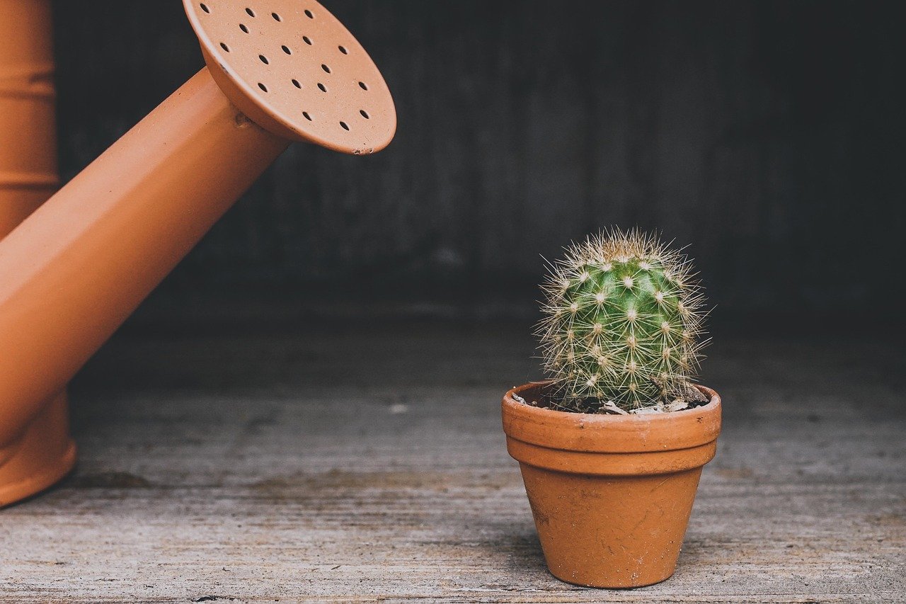vaso suspenso cuidados com plantas – Cuidados com plantas em vaso suspenso: drenagem, rega e manutenção