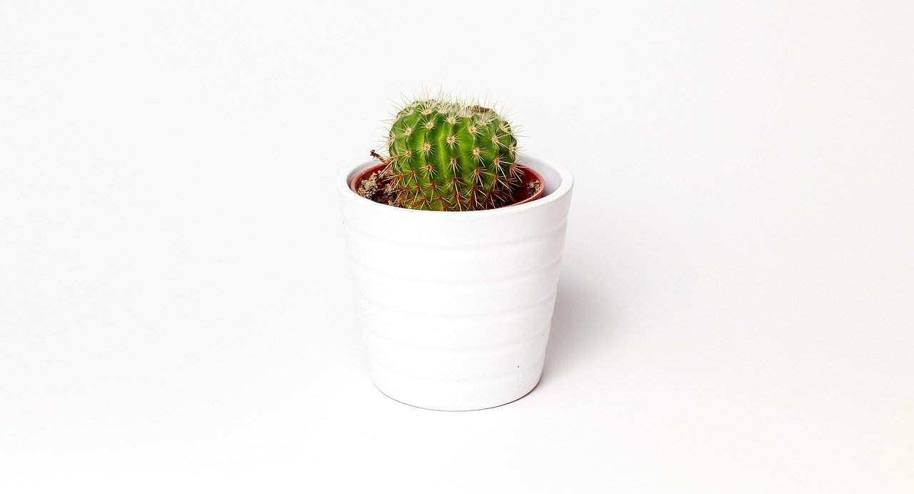 vaso autoirrigável como funciona – O que é vaso autoirrigável e como funciona na prática