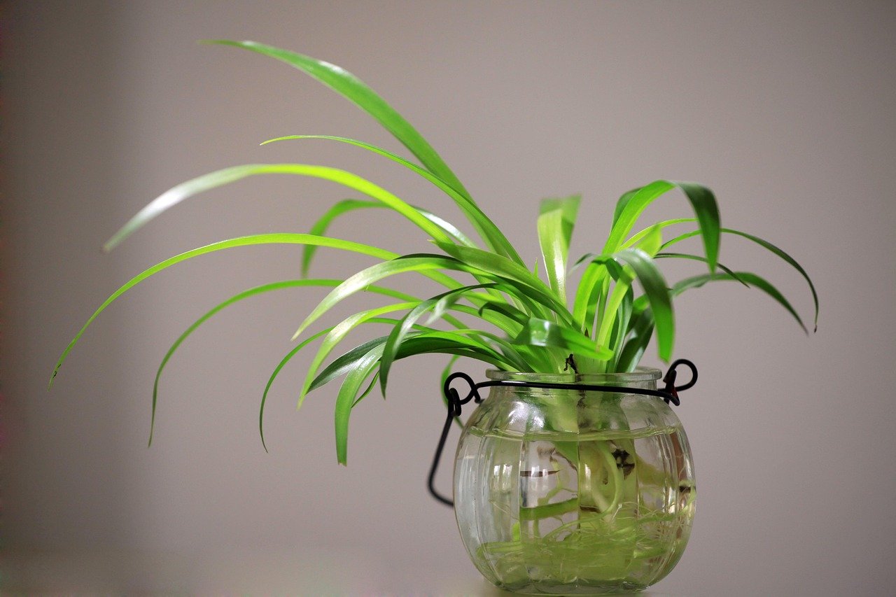 como plantar horta em vasos – Como plantar e regar corretamente sua horta em vasos
