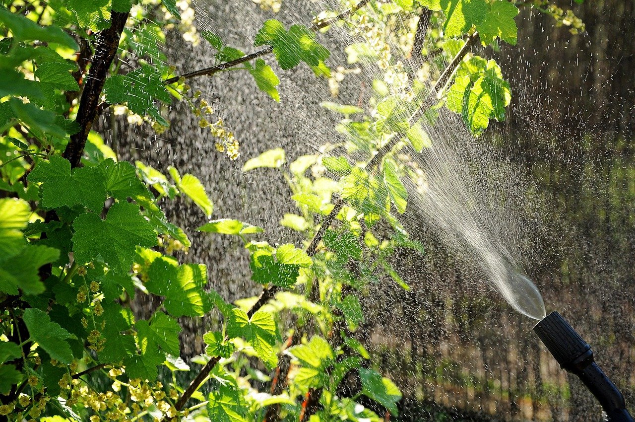 pragas na horta em vasos – Pragas, doenças e soluções naturais na horta em vasos