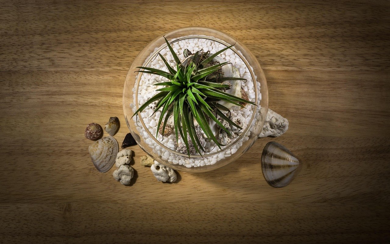 plantas no vaso companheiras – Plantas no vaso: princípios básicos para escolher boas companheiras
