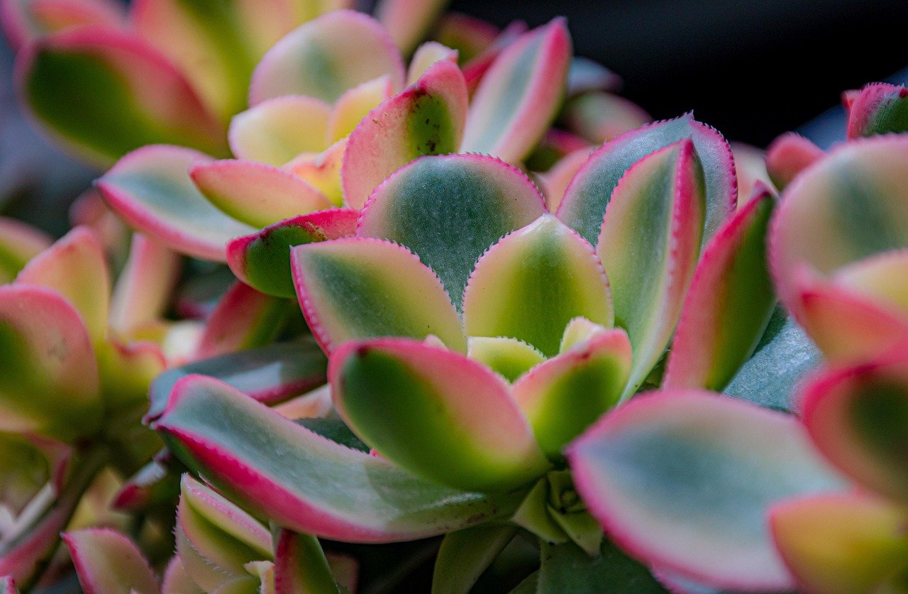 plantas no vaso por tipo de luz – Como agrupar plantas no vaso de acordo com luz, água e temperatura