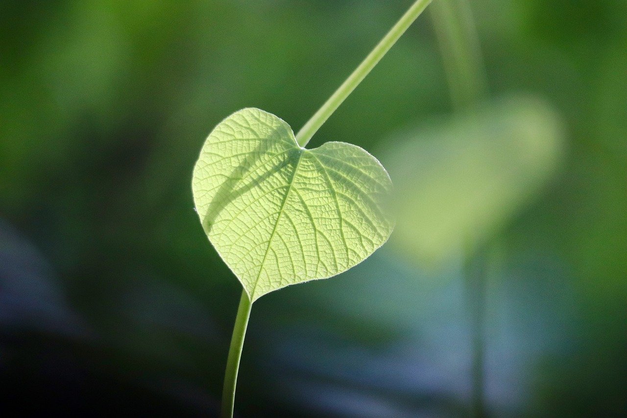 plantas no vaso raízes compatíveis – Plantas no vaso com raízes compatíveis: evitando disputas subterrâneas