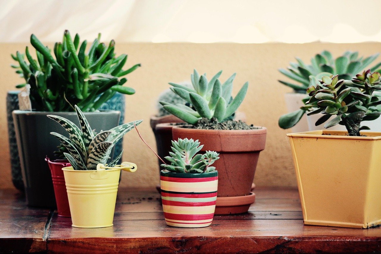 plantas no vaso com funções complementares – Plantas no vaso com funções complementares: solo coberto, volume e destaque