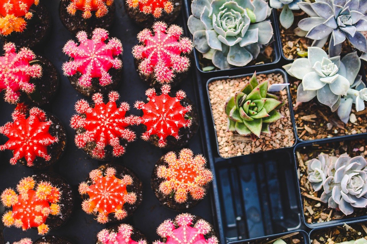 erros ao misturar plantas no vaso – Erros comuns ao misturar plantas no vaso e como corrigi-los na prática