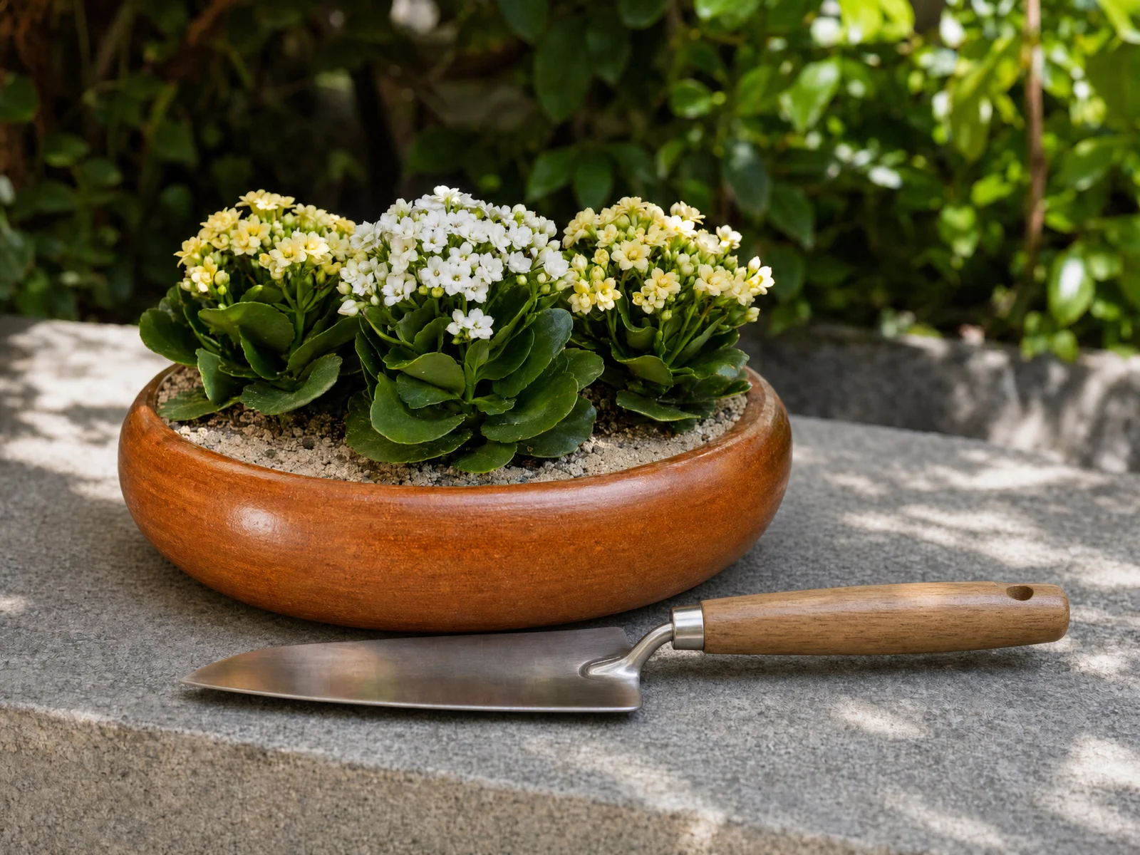 Três mudas de kalanchoe em flor, brancas e amarelo-claras, plantadas no Vaso de Cerâmica para Suculentas marrom de 26 cm, sobre granito à meia-sombra, com uma pá de jardinagem à frente