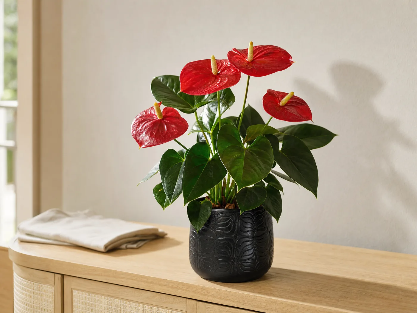 Antúrio vermelho com espatas brilhantes no cachepot de porcelana preto com relevo de folhas, sobre aparador de madeira clara