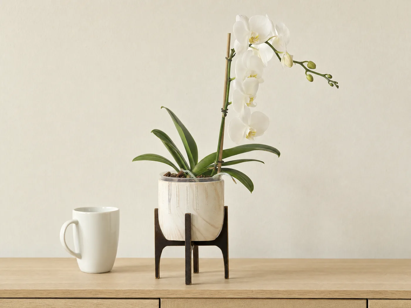 Phalaenopsis branca no pote transparente com casca de pinus, dentro do cachepot Genebra branco pequeno com suporte de madeira, ao lado de uma caneca
